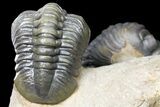 Pair Of Nice Reedops Trilobite - Atchana, Morocco #131338-7